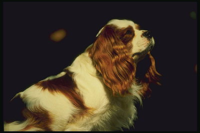 Собака с длинной волнистой шерстью бело-коричневой расцветки