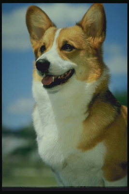 Собака с торчащими ушами бело-рыжой расцветки