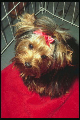 Yorkshire-Terrier mit einer langen glänzendes Haar und rosa Schleife