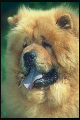 Чау-чау. Пес с фиолетовым языком