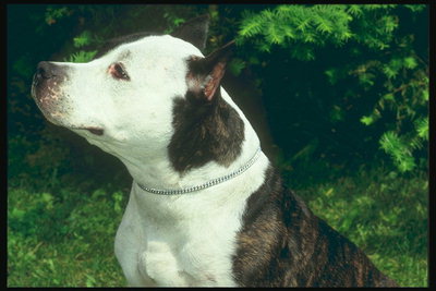 Пес коричнево-белой окраски с цепочкой на шее