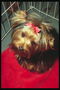 Uzun parlak saç ve pembe yay ile Yorkshire Terrier