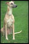 Короткошерстая собака с длинным хвостом. Разновидность борзой