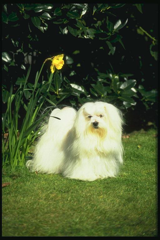 Маленький пес с длинной шерстью и желтый нарцисс