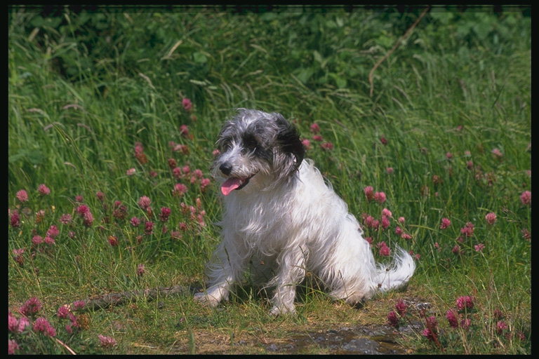 Белой окраски пес с черными ушами среди трав