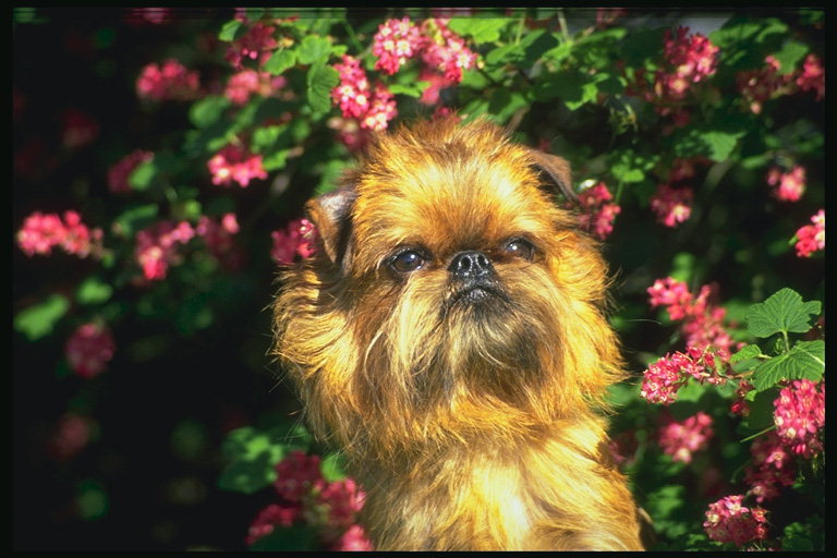 Маленьеий пес среди цветущих ветвей