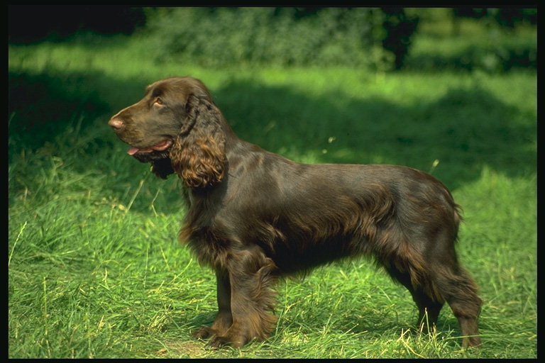 Темно-коричневой окраски пес