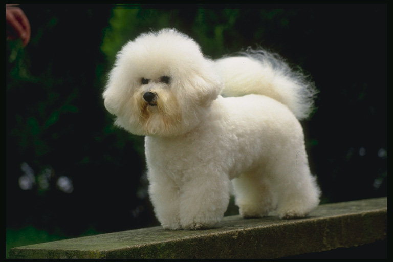 Лохматый пес с белой шерстью