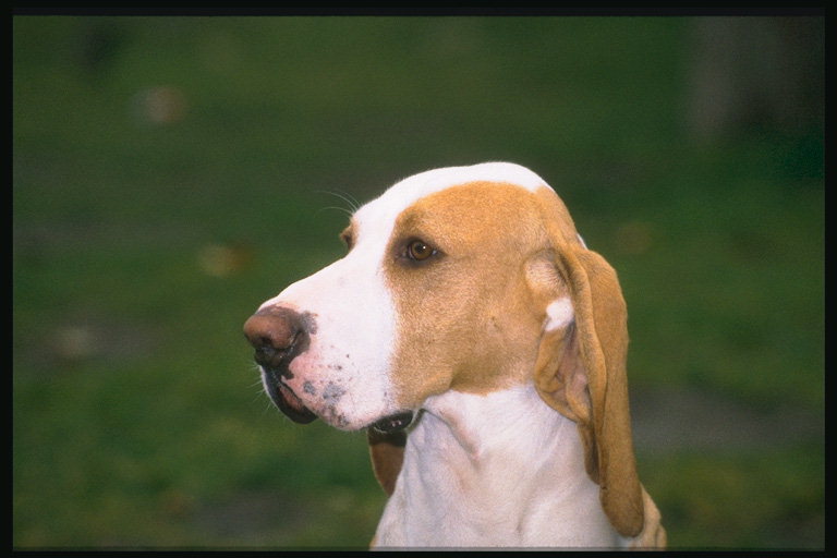 Морда пса с светло-коричневыми ушами
