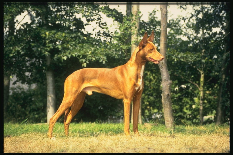 Ярко-рыжей расцветки пес с торчащими ушами