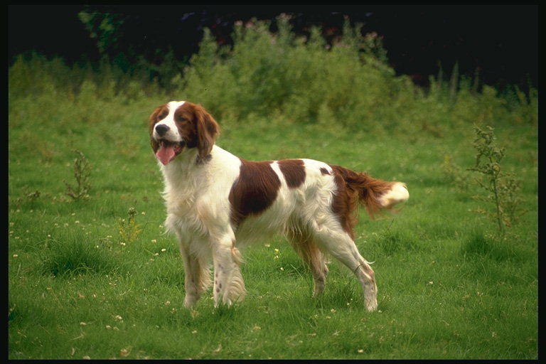 Бело-коричневой расцветки пес на среди луговых трав