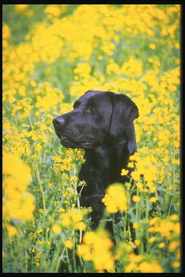 Черной окраски пес среди ярко-желтых цветов