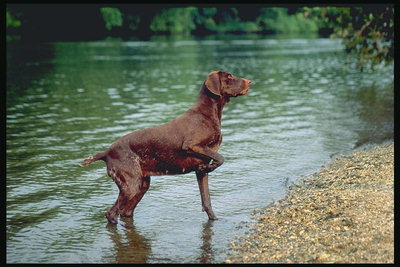 Мокрый пес темно-коричневой расцветки на берегу реки