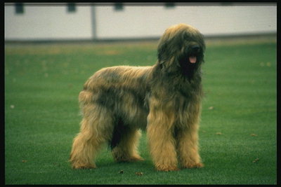 Пес коричнево-черной окраски с длинной шерстью