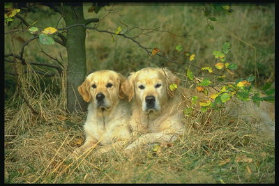 Светло-коричневого цвета собаки среди золотистого сена