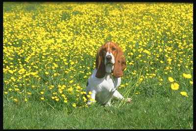 Пес с длинными ушами среди желтых цветов