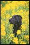 Черной окраски пес среди ярко-желтых цветов