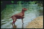 Мокрый пес темно-коричневой расцветки на берегу реки