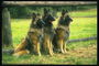 Собаки возле деревянного забора