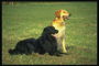 Собаки на лужайке- рыжая и черная