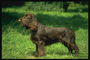 Темно-коричневой окраски пес