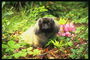 Маленький лохматый пес среди розовых цветов