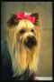 Yorkshire terrier dengan merah bow