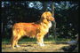 Ярко-рыжей расцветки пес в лучах солнца