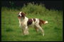 Бело-коричневой расцветки пес на среди луговых трав