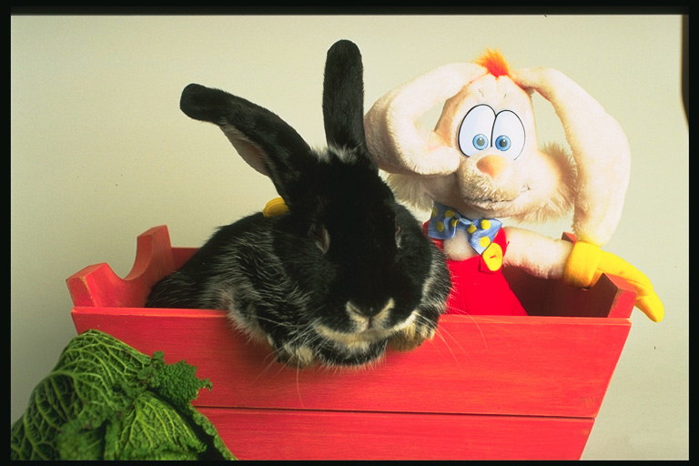 Чёрный кролик сидит в красной корзине с игрушкой