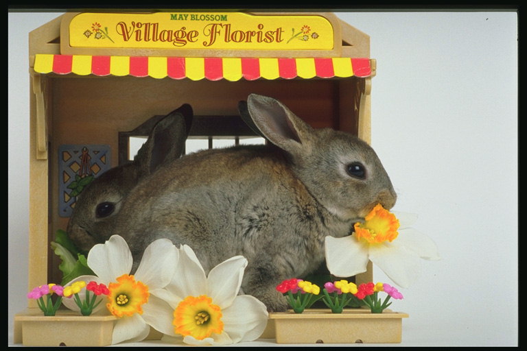 Два кролика сидят на ветрине с цветами