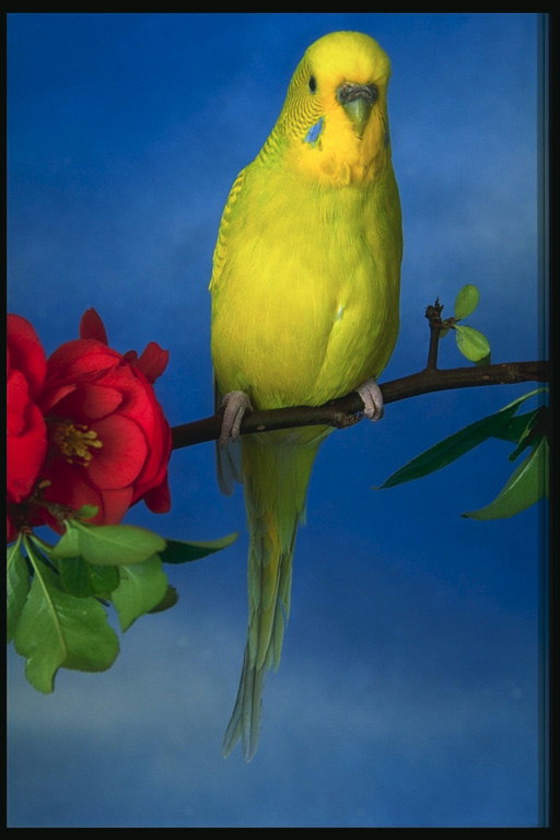 Жёлтый волнистый попугай сидит на веточке