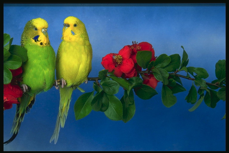 Два волнистых попугая сидят на ветке
