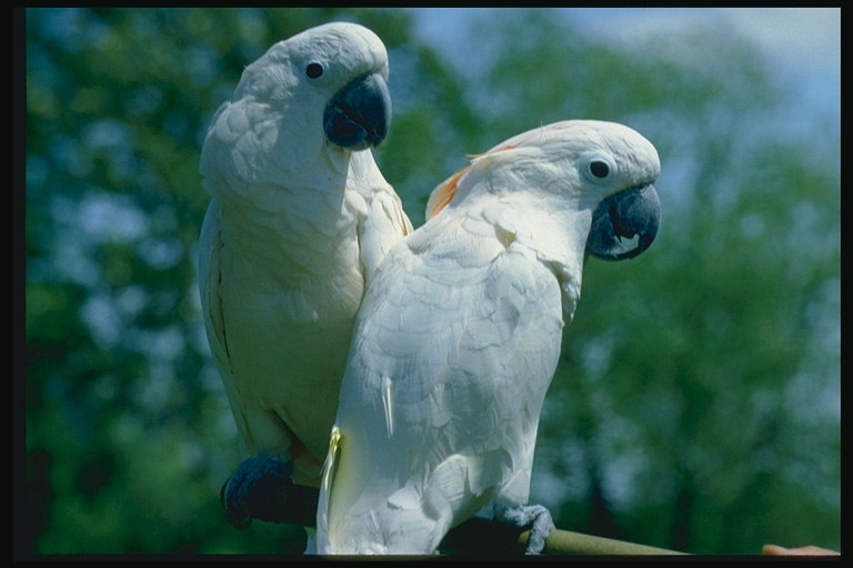 Два белых попугая сидят на ветке