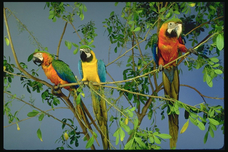 Группа попугаев сидят на дереве