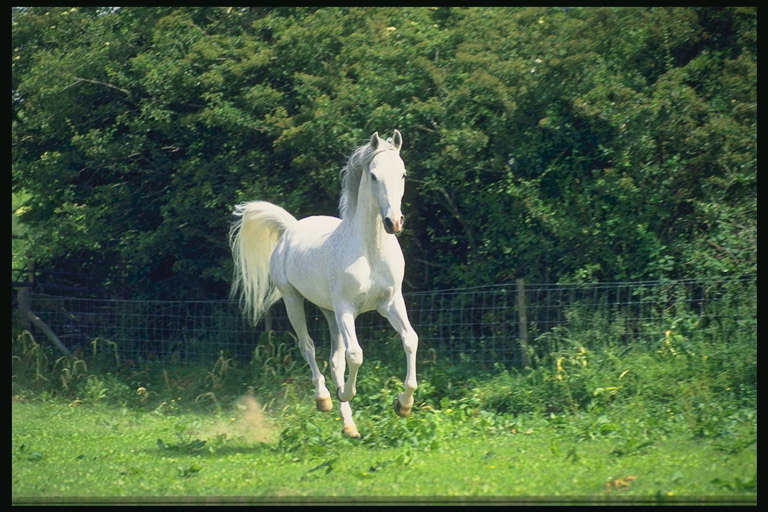 Бегущая белая лошадь