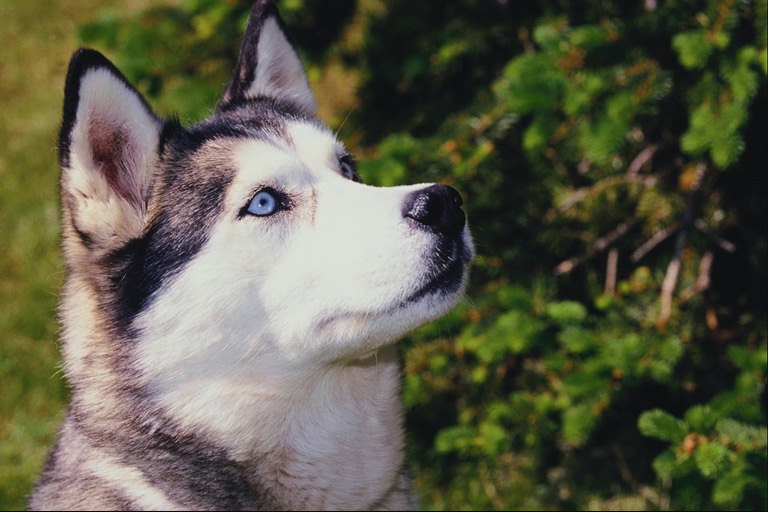 Пес с белой шерстью на морде и светло-голубыми глазами