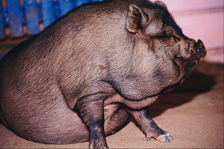 Жирная свинья с шерстью темного цвета