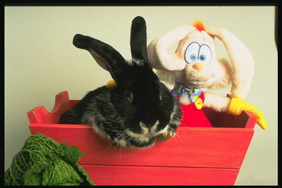 Чёрный кролик сидит в красной корзине с игрушкой