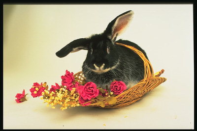 Чёрный кролик в корзине с цветами
