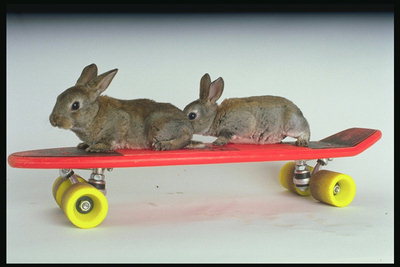 Два кролика на скейте