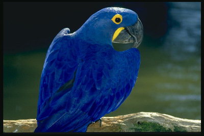 Синий попугай сидит на ветке над речкой