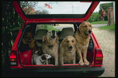 Группа собак сидящих в багажника красного автомобиля