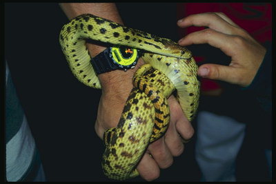 Зелёная змея на руке человека