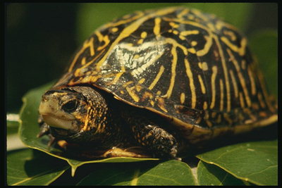 Черепаха сидит на листке