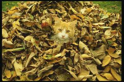 Кот сидит в опалых листьях