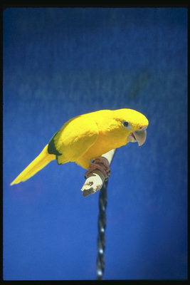 Жёлтый попугай на жёрдочке