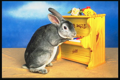 Кролик играющий на фортепиано