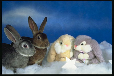 Сидящие кролики с игрушками