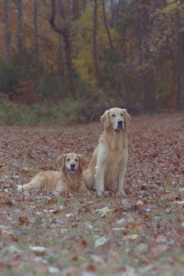 Две белые собаки лежат на лужайке в лесу